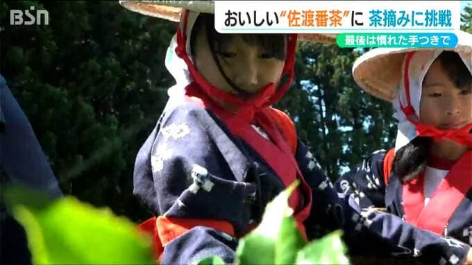 小学生が『佐渡番茶』の茶摘みに挑戦「ポキって折るのがめちゃくちゃ楽しい」後日おいしくいただきます　新潟県　|　新潟のニュース・天気｜BSN NEWS｜BSN新潟放送