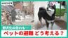 「100数十頭が放浪」被災地のペット野犬化のおそれも 進まない支援体制の構築　|　石川県のニュース｜MRO北陸放送