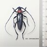 特定外来生物「クビアカツヤカミキリ」　長野市で成虫を初確認　サクラやモモなどの樹木に幼虫が入り込んで内部を食い荒らす　これまでに佐久・東御など6市町で確認　|　SBC NEWS | 長野のニュース | SBC信越放送