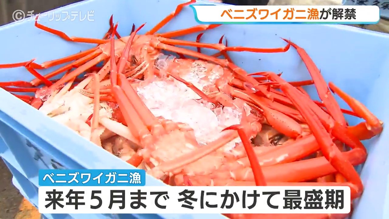 富山湾ベニズワイガニ初水揚げ！猛暑対策で10日遅れの解禁も漁師は