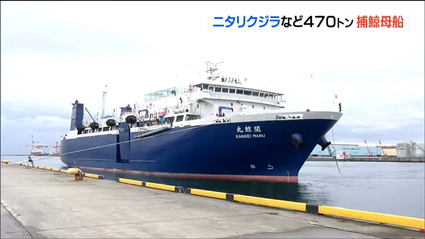 北海道沖で470t“ニタリクジラ”など101頭積み込み入港「テニス