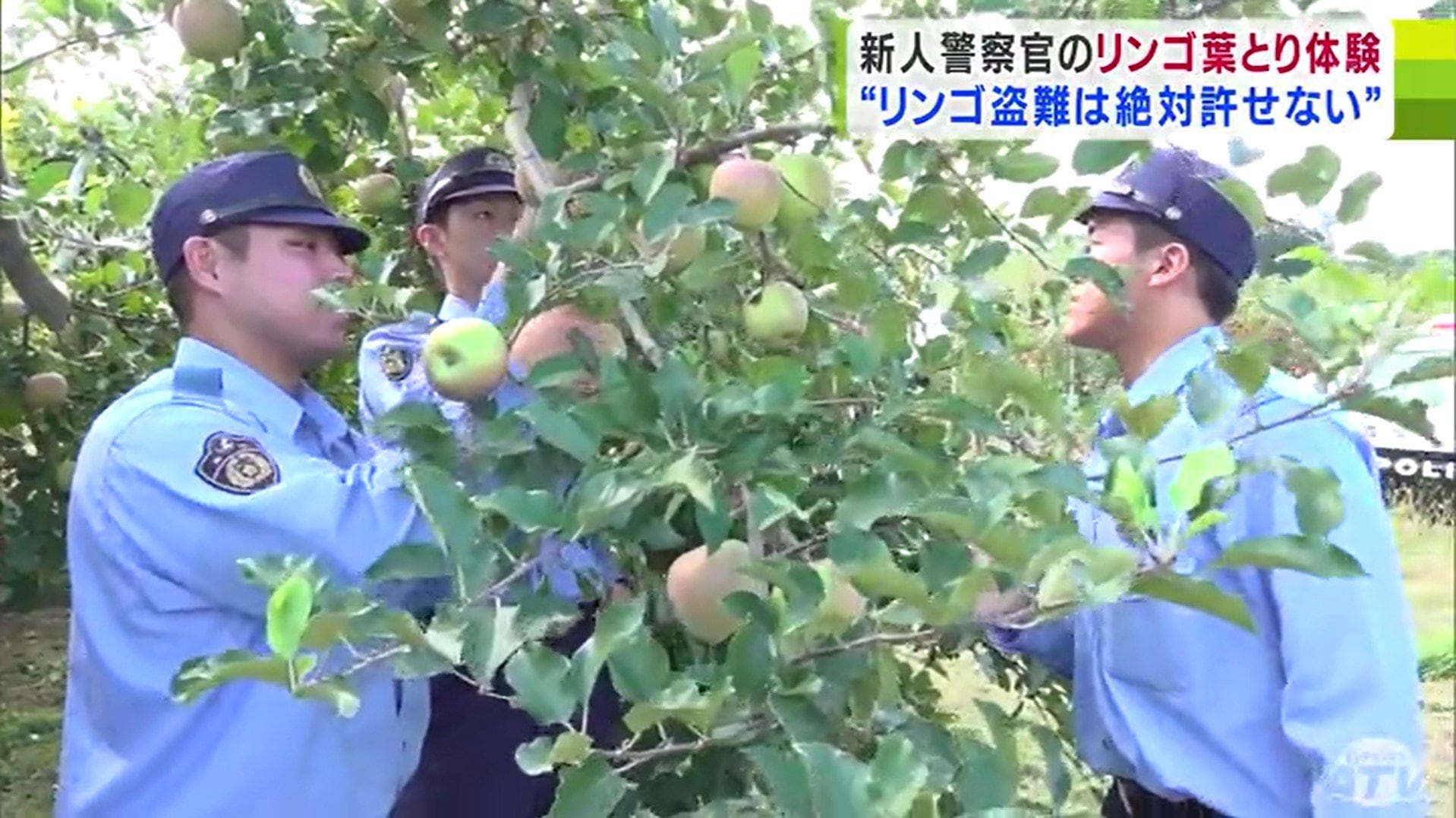 農家の大変さがわかった」新人警察官が体験したのはリンゴの葉とり