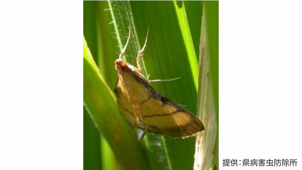 イネの害虫「コブノメイガ」県が6年ぶり発生予察注意報　鹿児島