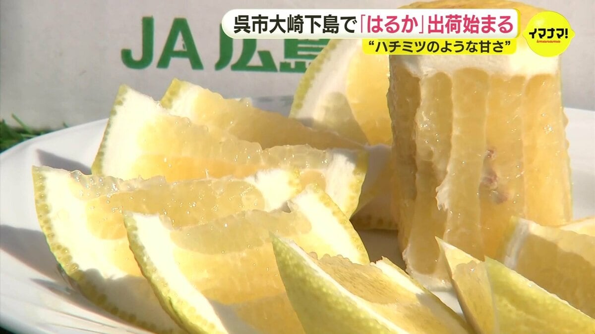 玉太りもよく美味しい」 ハチミツのような甘さが人気 広島県呉市で