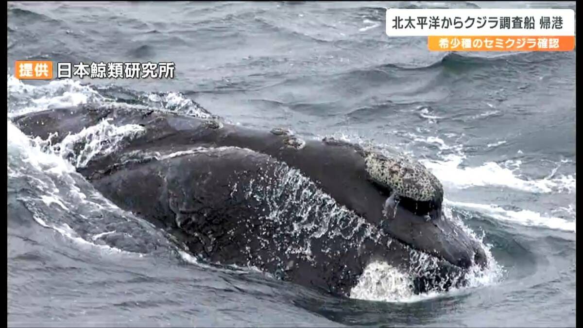 絶滅危機のセミクジラ