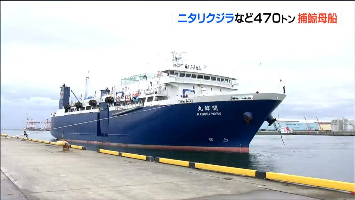 北海道沖で470t“ニタリクジラ”など101頭積み込み入港「テニスコート4