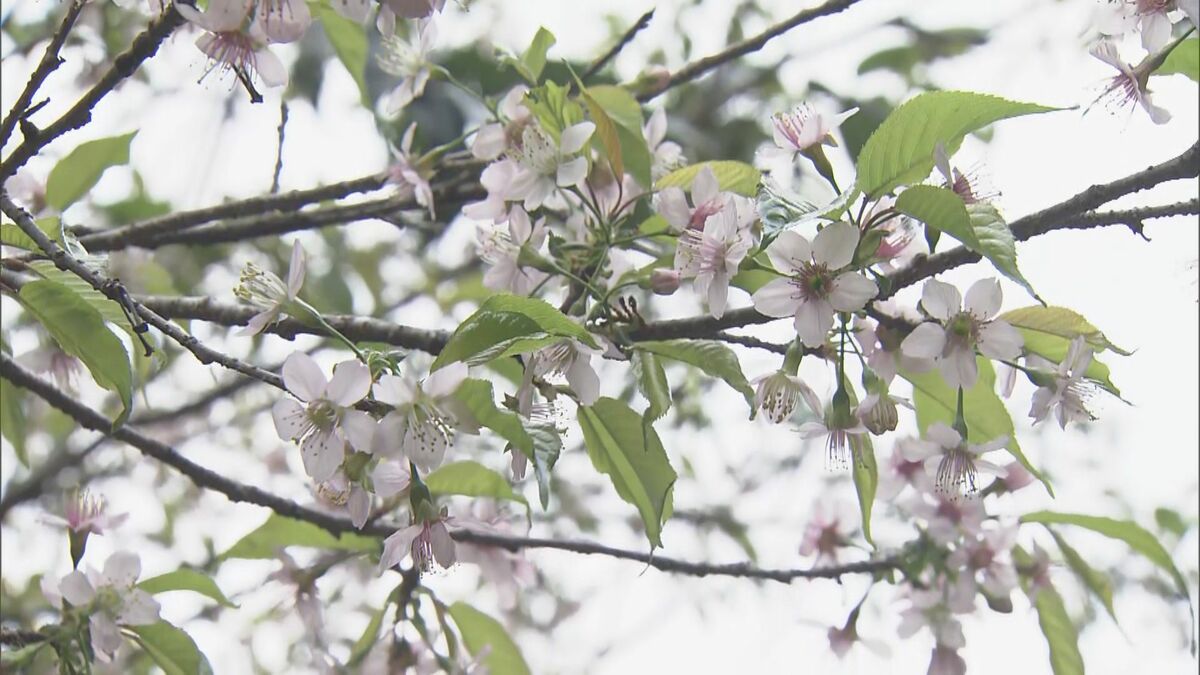 冬に咲く桜「ヒマラヤザクラ」が見頃 モミジとのコントラストも楽しめる 愛知・豊橋市の普門寺