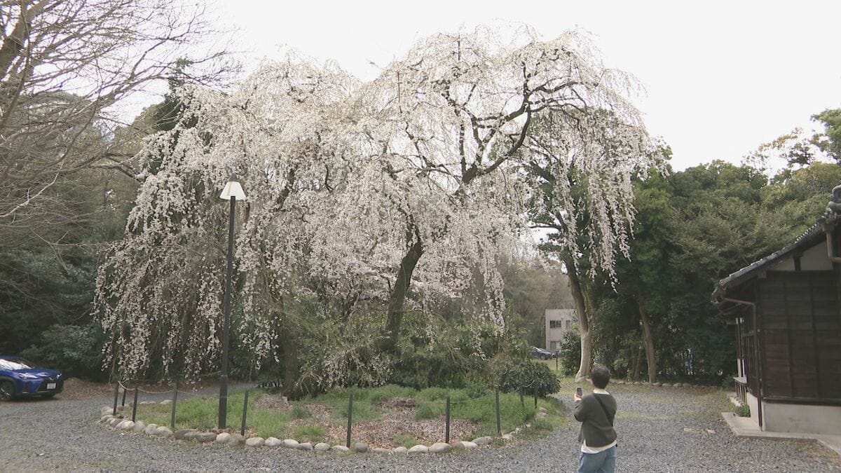 週末は各地で桜が見頃に 名古屋の名所では花見を楽しむ人たちも…｢きれい｣｢また満開の日にも来たい｣