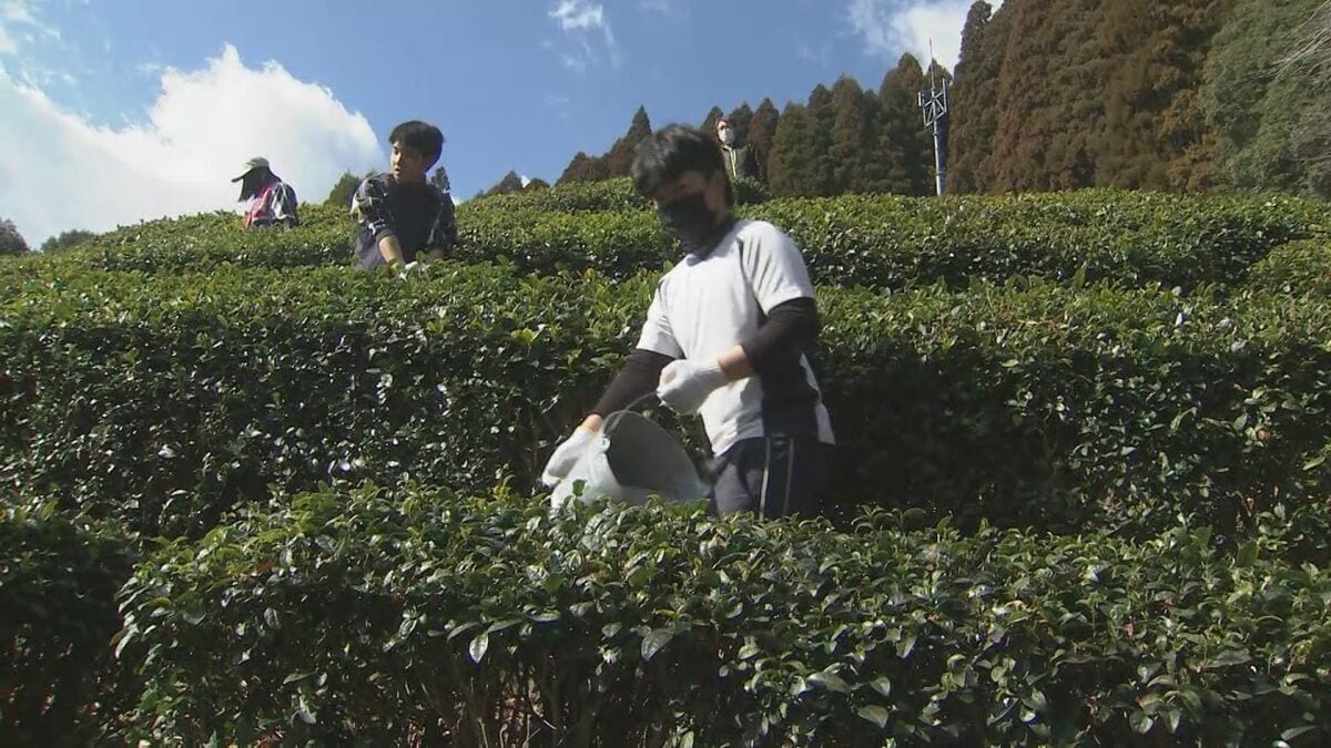 「因尾茶」を栽培　中学生が茶園をメンテナンス、収穫期に備える　大分