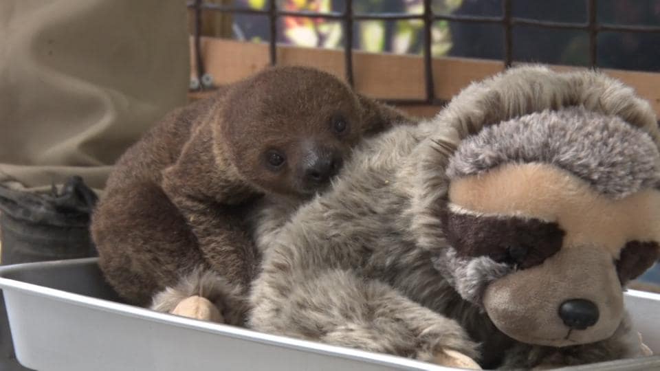 愛らしいしぐさに癒される　ネオパークオキナワの人気者「フタユビナマケモノ」の赤ちゃん　名護市