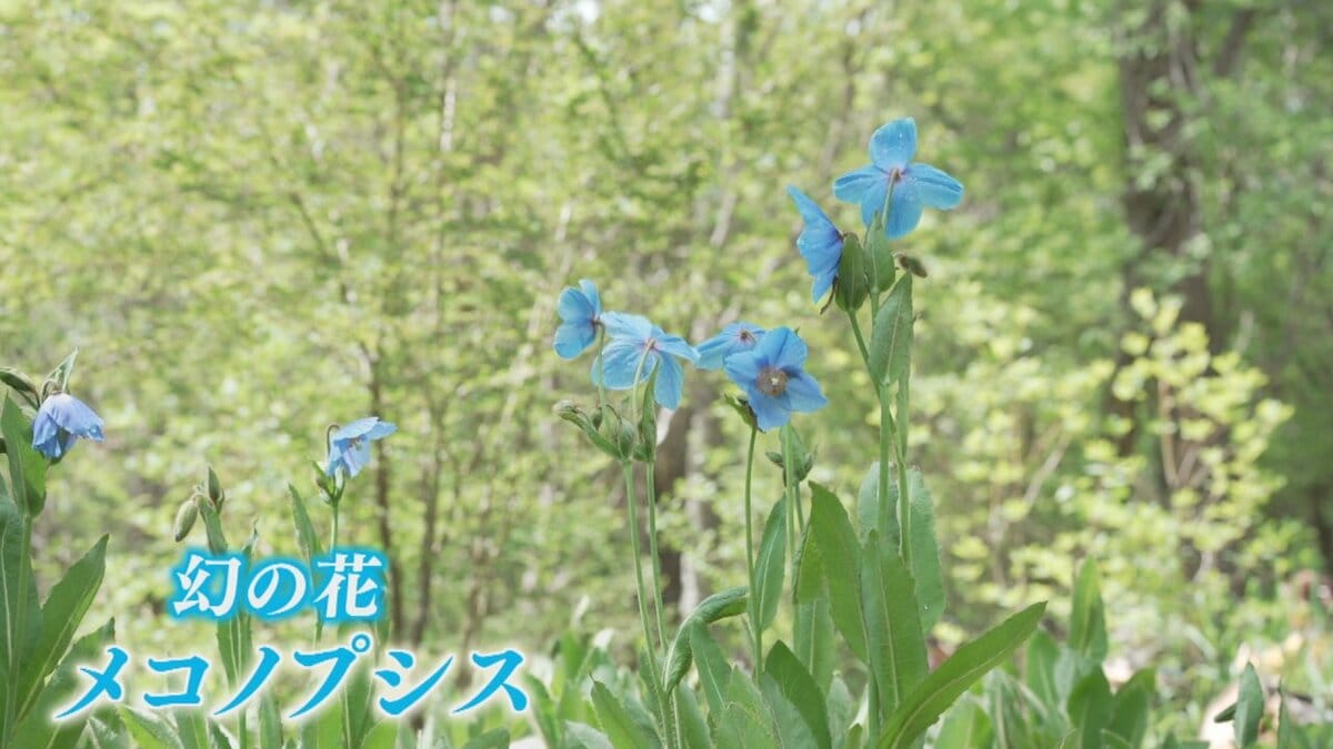 ヒマラヤの青いケシ「メコノプシス」 透き通るような青い花 一般公開