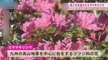 雲仙市 池の原園地でミヤマキリシマが見ごろ【中継】|TBS NEWS DIG