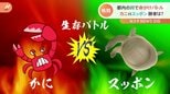 都内の川で生存バトル勃発!カニVSスッポン!仁義なき戦いの行方は?|TBS NEWS DIG
