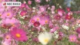 20種類20万本のコスモスが見頃【諫早市 白木峰高原】 | 長崎のニュース | 天気 | NBC長崎放送