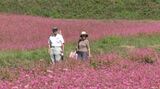 4ヘクタールをピンクに染める赤ソバの花見ごろに　南アルプスと秋空とのコントラストが観光客を魅了（長野・箕輪町）|TBS NEWS DIG