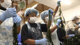 ワカメの茎と葉を分ける作業「芯抜き」 小学生が悪戦苦闘も「やりがいある」 岩手・宮古市|TBS NEWS DIG