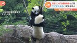 上野動物園 双子のパンダシャオシャオ&レイレイ1歳の誕生日 “パンダだらけ”上野の街はパンダフィーバー!|TBS NEWS DIG