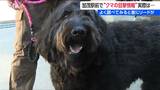 駅前で『クマ騒動』警察も見間違い「いゃ～、ホッとしました！」と加茂市も“訂正情報” よくよく調べてみると首にリードが…　新潟県|TBS NEWS DIG