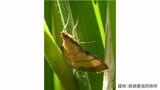 イネの害虫「コブノメイガ」県が6年ぶり発生予察注意報 鹿児島|TBS NEWS DIG