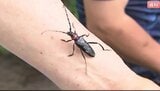 スゴい繁殖力「一匹のメスが1000個の卵を産む…」特定外来生物・クビアカツヤカミキリを防除、果樹農家対象の「農薬配布」長野・佐久地域で被害確認「果樹の産地がなくなってしまう…」|TBS NEWS DIG