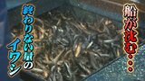 “船が沈んじゃう量”のイワシ「網が持ち上がらない」漁に密着…積めるだけ積んでもまだ3倍も「終わり見えない」 | 富山のニュース|天気・防災|チューリップテレビ