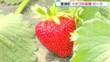 イチゴの収穫ピーク 天気に恵まれ「色のりもよく味もおいしく」7日には『いちご豚肉まつり』開催 北海道豊浦町 | 北海道のニュース|HBC北海道放送