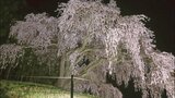 幻想的な美しさ　乙ヶ妻のシダレザクラが15日までライトアップ　山梨・牧丘町|TBS NEWS DIG