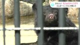 “山口県でイノシシのわなにかかっていた推定1歳のメス” わんぱーくこうちに子どものツキノワグマ仲間入り | 高知のニュース・天気|KUTV NEWS | KUTVテレビ高知