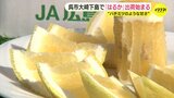 「玉太りもよく美味しい」 ハチミツのような甘さが人気 広島県呉市で かんきつの「はるか」出荷始まる|TBS NEWS DIG