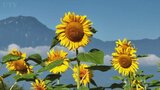 ハイジの村で７万本のヒマワリが見頃を迎える　山梨・北杜市|TBS NEWS DIG