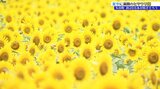 岩手・矢巾町のヒマワリ畑満開に 夏空のもと鮮やかに咲き誇る|TBS NEWS DIG