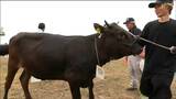 畜産農家が一番目指し肉用牛のメス23頭を出品 飼育での悩みとは「配合飼料がかなり高い…」宮城|TBS NEWS DIG