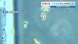 赤潮を抑えるためにプランクトン投入?被害50億円に及ぶ赤潮から漁業被害を防げ!動き出した新対策 | 熊本のニュース|RKK NEWS|RKK熊本放送