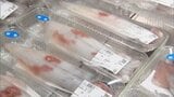 「こげん捕れんのは初めて…」シロイカ不漁で価格高騰 1匹1000円超えも|TBS NEWS DIG