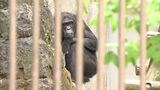 チンパンジー2頭が仲間入り 6年ぶりのオスで繁殖期待~福岡市動物園 | 福岡のニュース|RKB NEWS|RKB毎日放送