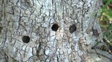 誰が何のために?何者かが木に“ドリル”で穴を開け、薬剤を流し込んで枯らしたか…7種類・11本の木の根本に“不可解な穴”、警察が捜査 高知・四万十の温泉施設 | 高知のニュース・天気|KUTV NEWS | KUTVテレビ高知