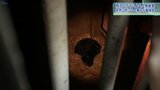 動物園でクマの生態を勉強 人身被害相次いだ岩手県 ボードゲームで共生も学ぶ 盛岡市|TBS NEWS DIG