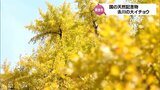 樹齢800年余り 国の天然記念物「去川の大イチョウ」が見ごろ | MRTニュース | MRT宮崎放送