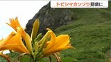 5月の強風に負けず…咲き誇る“トビシマカンゾウ”が見ごろに 新潟・佐渡市|TBS NEWS DIG