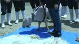 「『涼しい!』ってすがすがしい顔してます」暑い一日、ヒツジも急いで夏支度 高校生が毛刈り体験【岡山】|TBS NEWS DIG