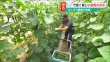 『キュウリ農家の未来』ICT導入で見えた新たな“可能性” 家族経営の限界からの挑戦 | 新潟のニュース・天気|BSN NEWS|BSN新潟放送