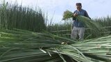 「暑いのが好条件」畳表の原料“七島イ”の収穫 最盛期 国内で唯一 国東市で生産 大分 | 大分のニュース|OBS NEWS|大分放送