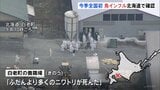 「普段より多くのニワトリが死んだ」今季全国初 高病原性鳥インフルエンザの陽性確認 北海道白老町|TBS NEWS DIG