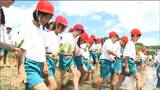 古代米「おくのむらさき」児童550人が田植え 多賀城創建1300年で市内すべての小学校合同で実施 宮城|TBS NEWS DIG
