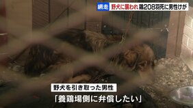 “多頭飼育崩壊”で脱走した野犬が養鶏場の鶏を襲い208羽が死ぬ　野犬を取り押さえた男性は腕を噛まれてけが|TBS NEWS DIG