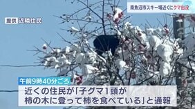 「子グマが柿を食べている」スキー場近くにクマ出没で緊急銃猟 けが人なし 新潟・南魚沼市|TBS NEWS DIG