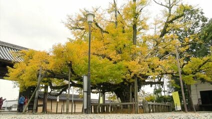 樹齢は約880年 高さは約10メートル 久米南町の誕生寺「逆木のイチョウ 
