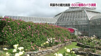 西日本最大級！温室ドームで世界各地のバラ満開 600種類の色・香り