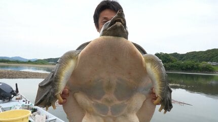 すっぽん 通常の5倍“巨大スッポン”捕獲！鍋だと10人前以上、重さ4.7kg・体長42cm
