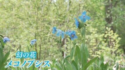 ヒマラヤの青いケシ「メコノプシス」 透き通るような青い花 一般公開